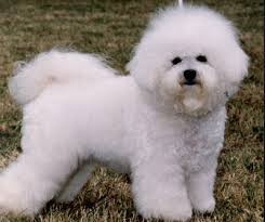 bichon