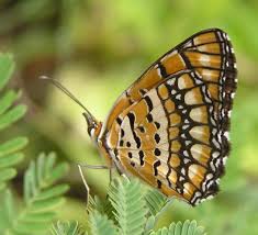 butterfly images