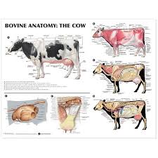 cow anatomy chart