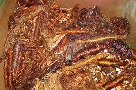 enameled copper wires