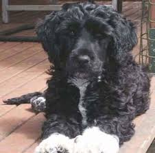 portuguese dog