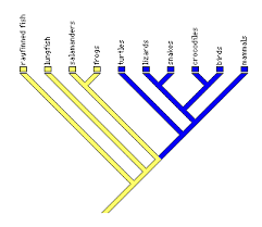 phylogenetic tree