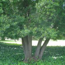 bay laurel leaves
