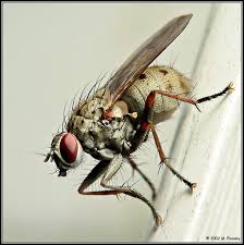 fly on wall