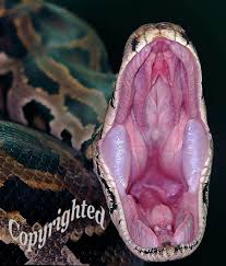 burmese python