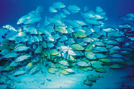 school of fish
