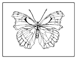 butterfly coloring books