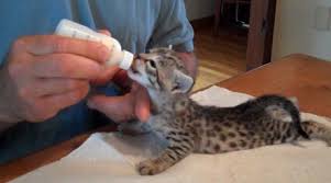 bottle feed kitten