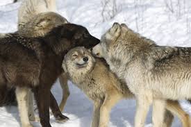 wolf pack