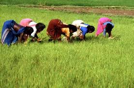 list of indian agri universities/home