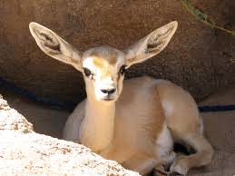 les animaux de l afrique