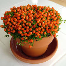 bead plant