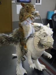 star wars squirrels