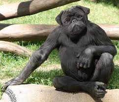 weird animal are you? quiz