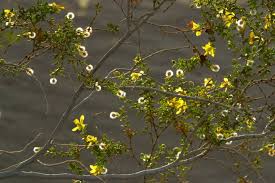 creosote