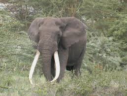 elephant tusks ivory