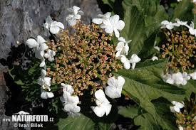 guelder