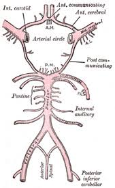 irrigacion cerebral