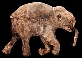 lyuba mammoth