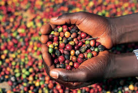 coffee uganda
