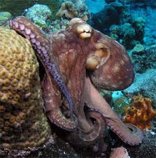 ordovician period