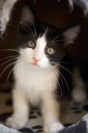 warriors cats erin hunter