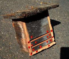 bug house