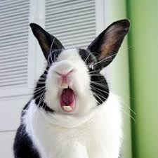 bunnies teeth