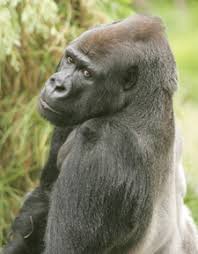 gorillas behavior