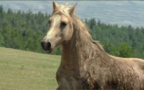 cloud stallion of the rockies