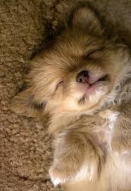 comfy beds