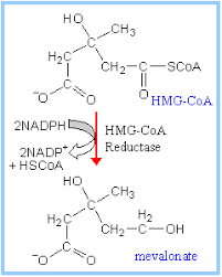 hmg coa reductase