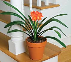 Plantes et aliments toxiques pour nos minets Pianta-Clivia