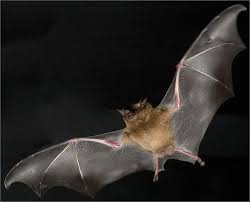 bat wings