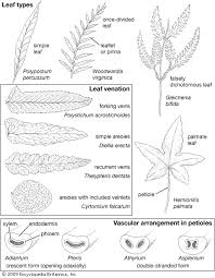 leaf types pictures