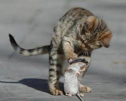 cat eats mouse