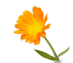 calendula