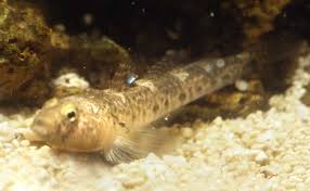 Common Goby Scientific Name: