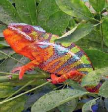 cambio de colores
