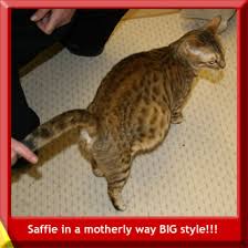 cats and kittens for sale