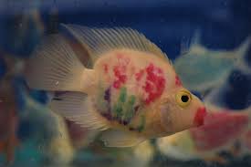 jelly bean cichlid
