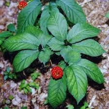 ginseng pictures