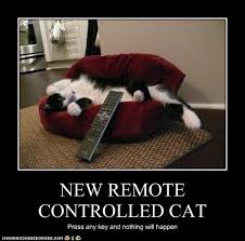 remote control cats