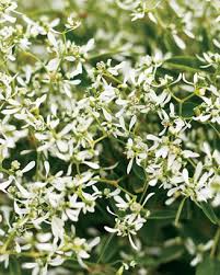 euphorbia