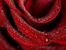 flower of love