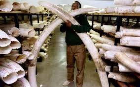tusks of elephants