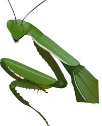 praying mantis clipart