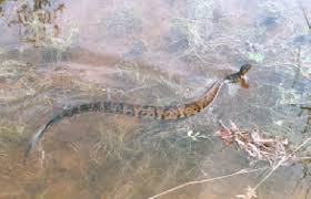 water moccasin pictures