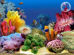 freshwater aquarium accessories