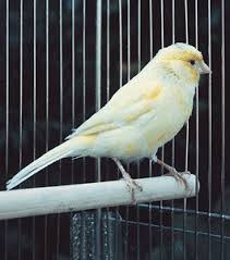 canary in cage